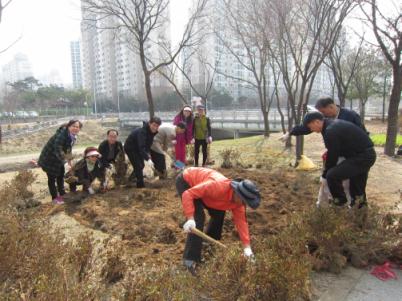 장안구 서호천변 영산홍 만발 기대하세요